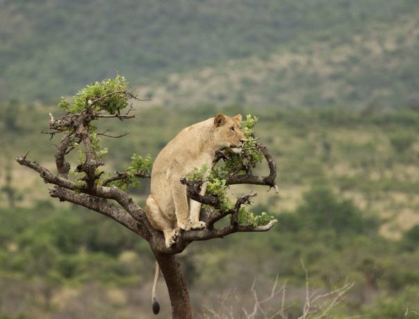 Visit-Rwanda-Akagera-Lion-in-Tree-1-e1533313181412-700x461