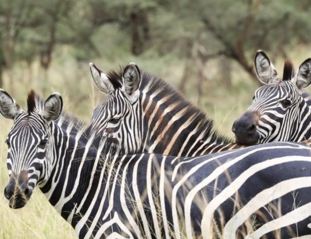 Visit-Rwanda-Akagera-Three-Zebra-700x467