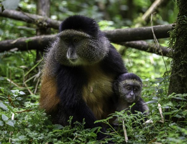 Visit-Rwanda-Bisate-11-1280x853