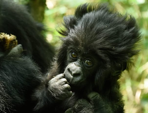 Visit-Rwanda-Kwita-Izina-Baby-Gorilla-2-1920x1280